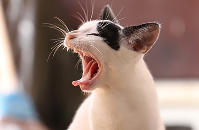 Dental disease in cats