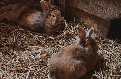 Tips on the best way to house your rabbit
