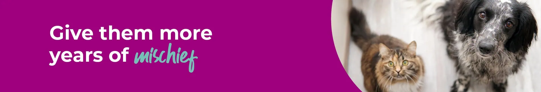 Senior Pets Services | AAS Vets in Gloucestershire