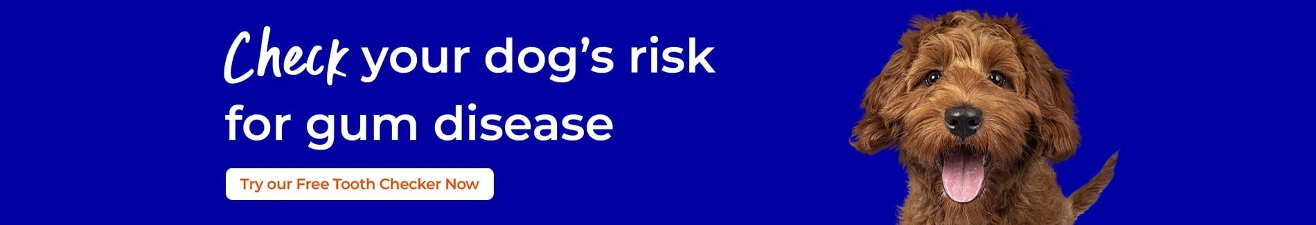 Pet Dental Care in Abbeydale, Quedgeley, and Stroud