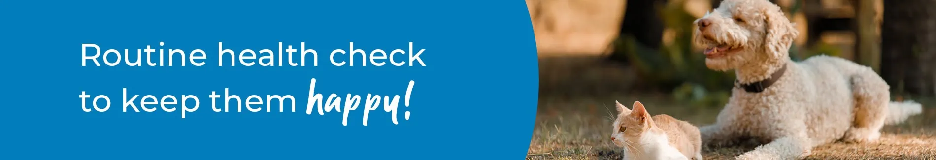 Pet Health Check in Gloucester | Preventative Vet Care