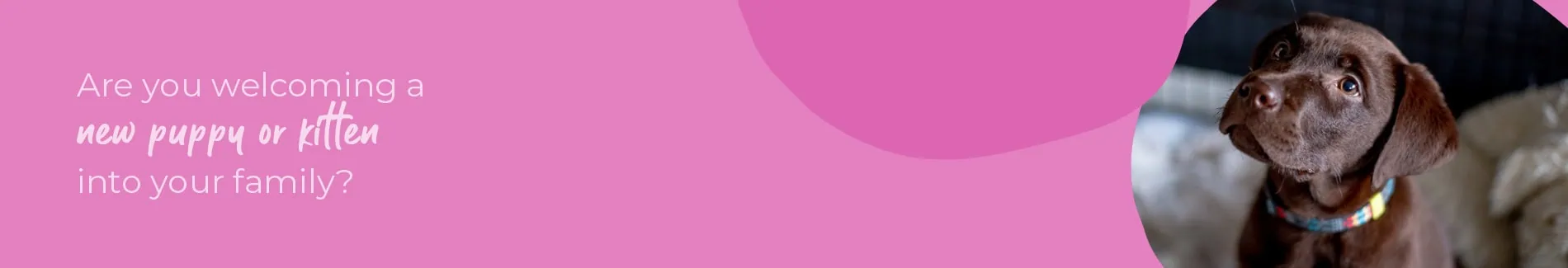 Welcoming your new puppy or kitten