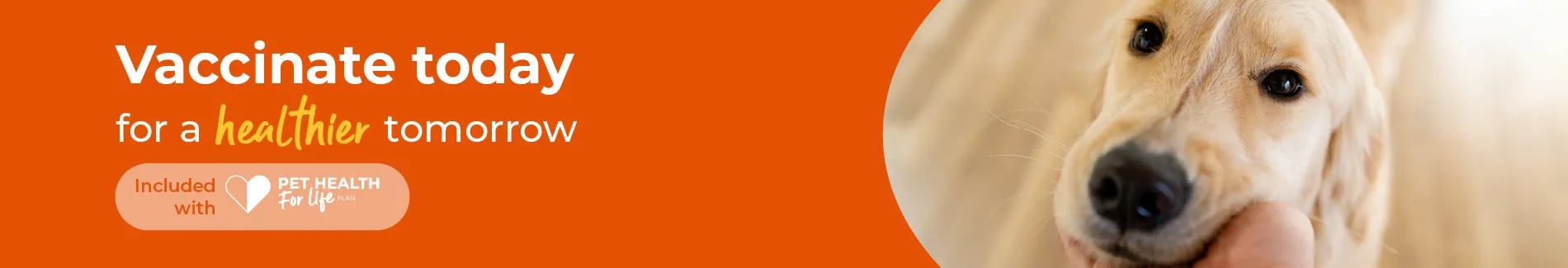 Dog, cat and rabbit vaccinations at AAS Vets in Gloucestershire